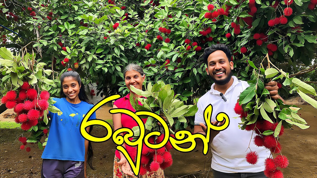අපි RAMBUTAN රස කර කර කැවට එවා හදන්න විදින පට්ට දුක ගැන දැනගෙන හිටියෙ නැනේ නෙද | go with keeth