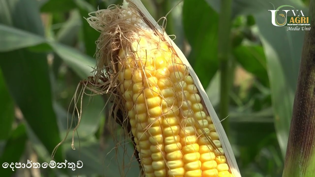 දේශිය දෙමුහුම් බඩඉරිඟු වගාව - මහියංගනය