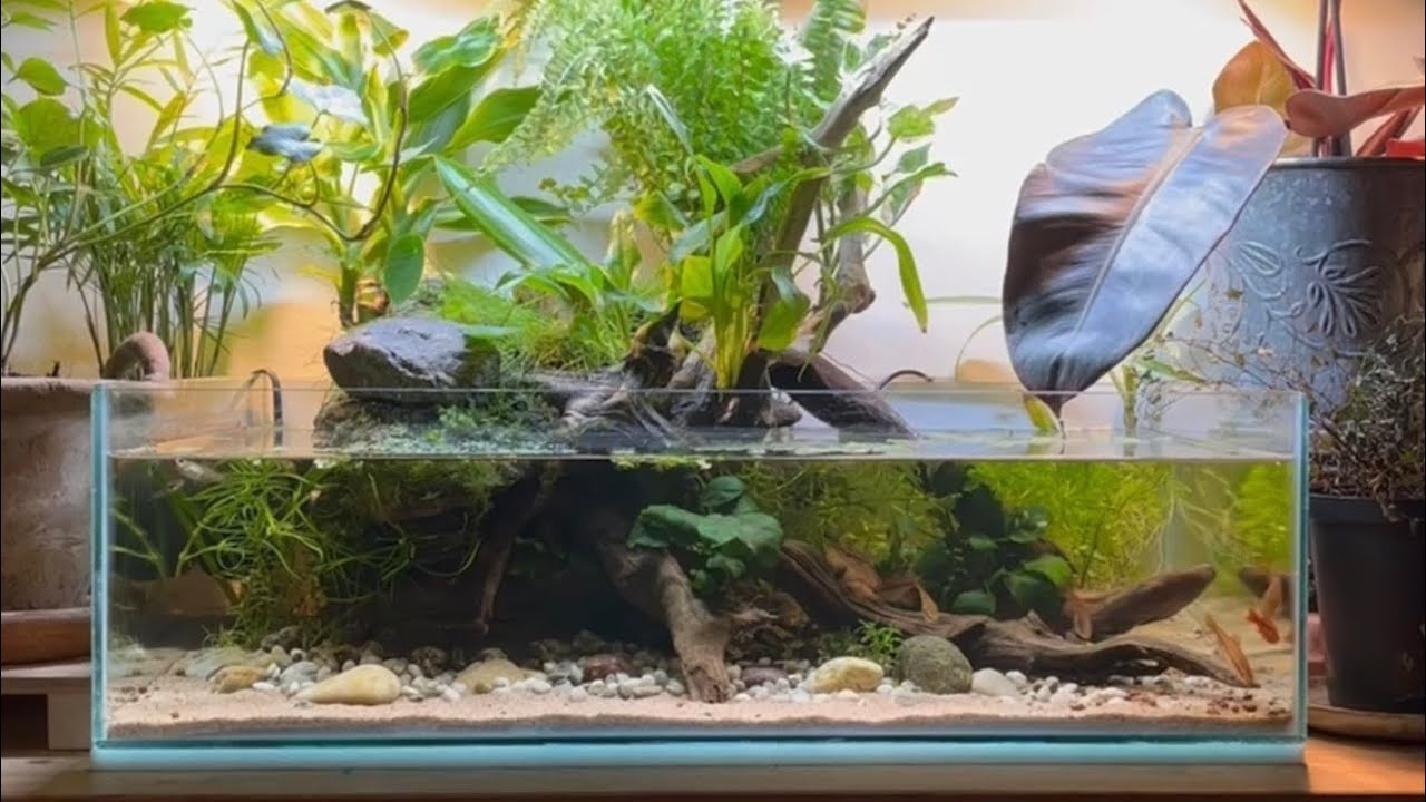 Riparium in a shallow tank