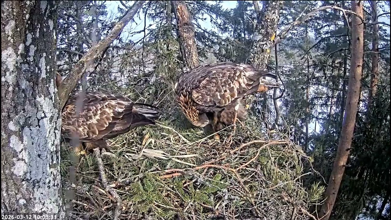 Kaljukotkas 2 :: Golden Eagle- Para Orłów przednich- Prace w gnieździe 12/03/2026 Estonia