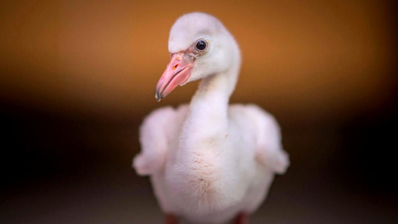 Zoo's Baby Flamingos Have Serious Attitude