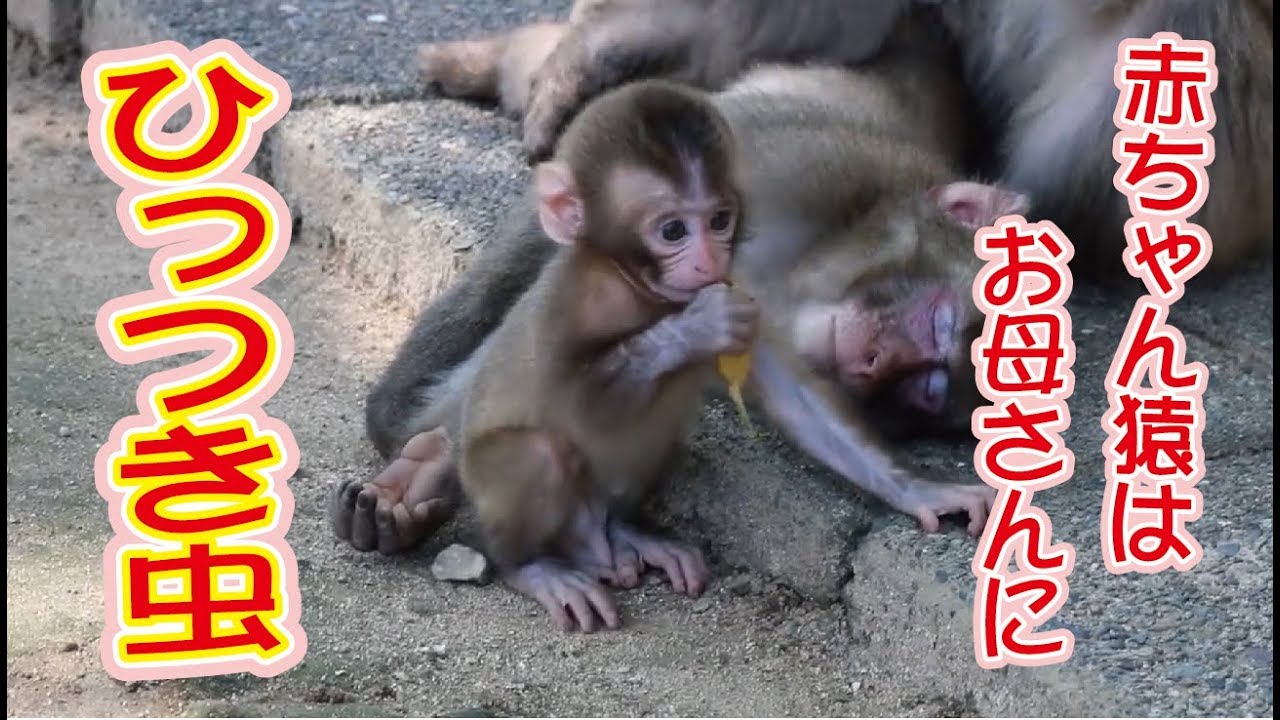 お母さんに寄り添う赤ちゃん猿