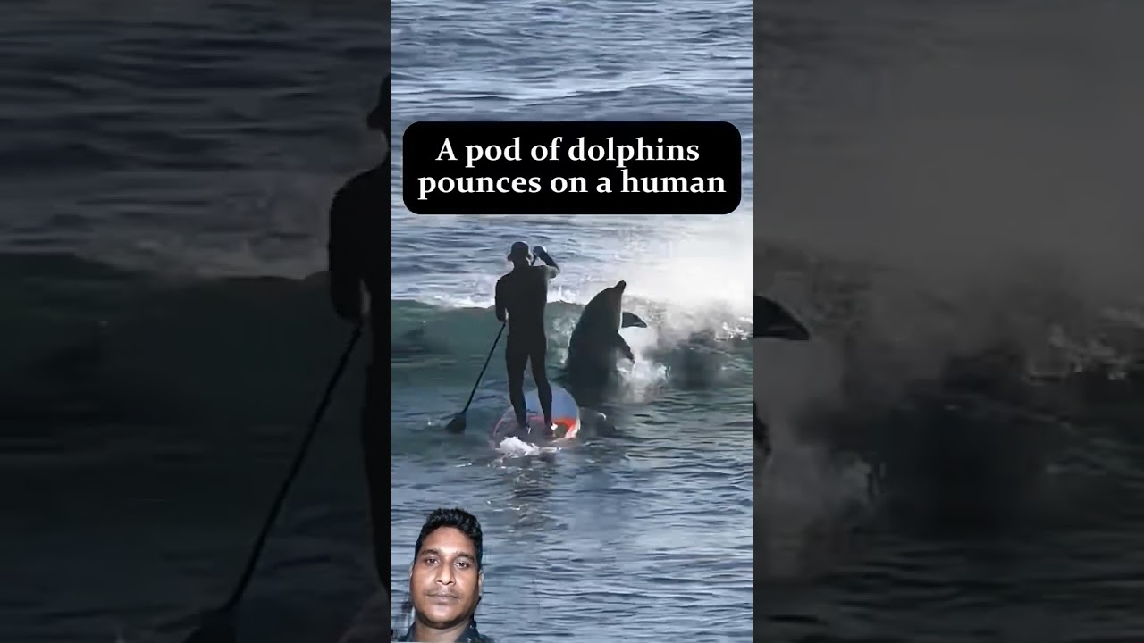 #funny #brokenhearthindi  #mountaverest #fishing #পেন্সিলবক্সবানানো #dollphine  #seafishingvideo