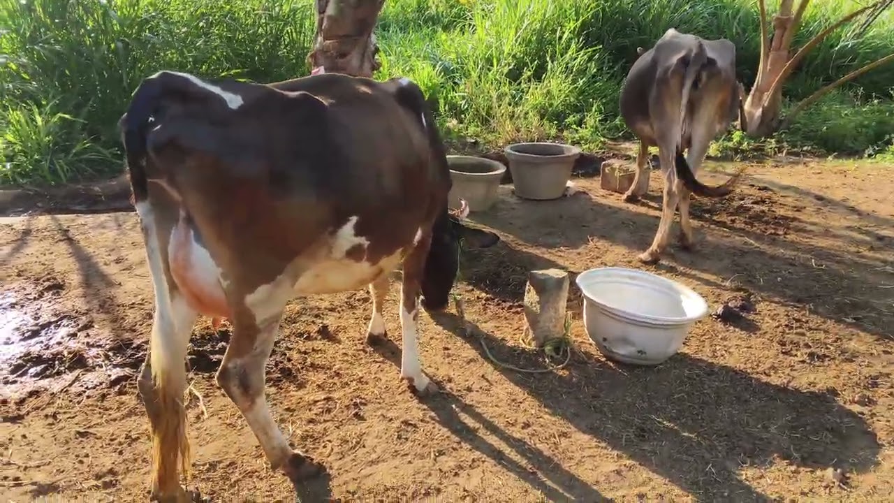 மாடு கண்ணு குட்டி போட போகுதா