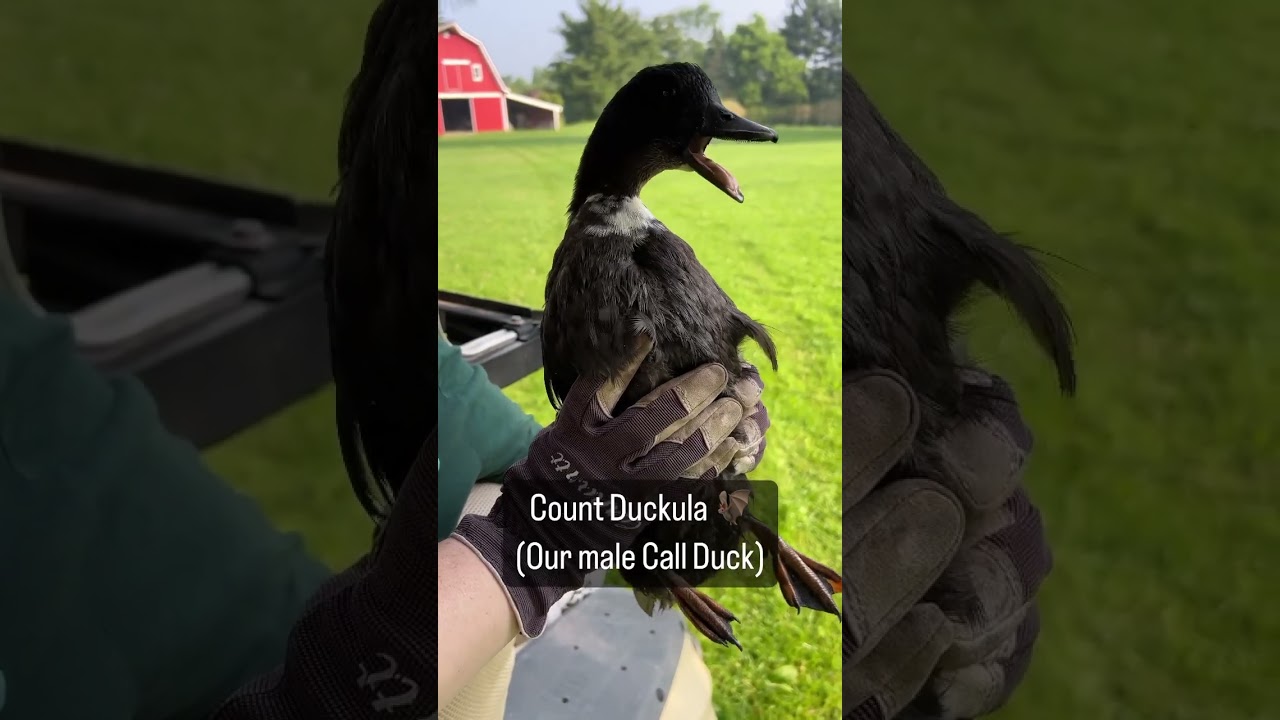 Listen closely! 👂Ever wondered what male and female call ducks sound like? Here is a great example!