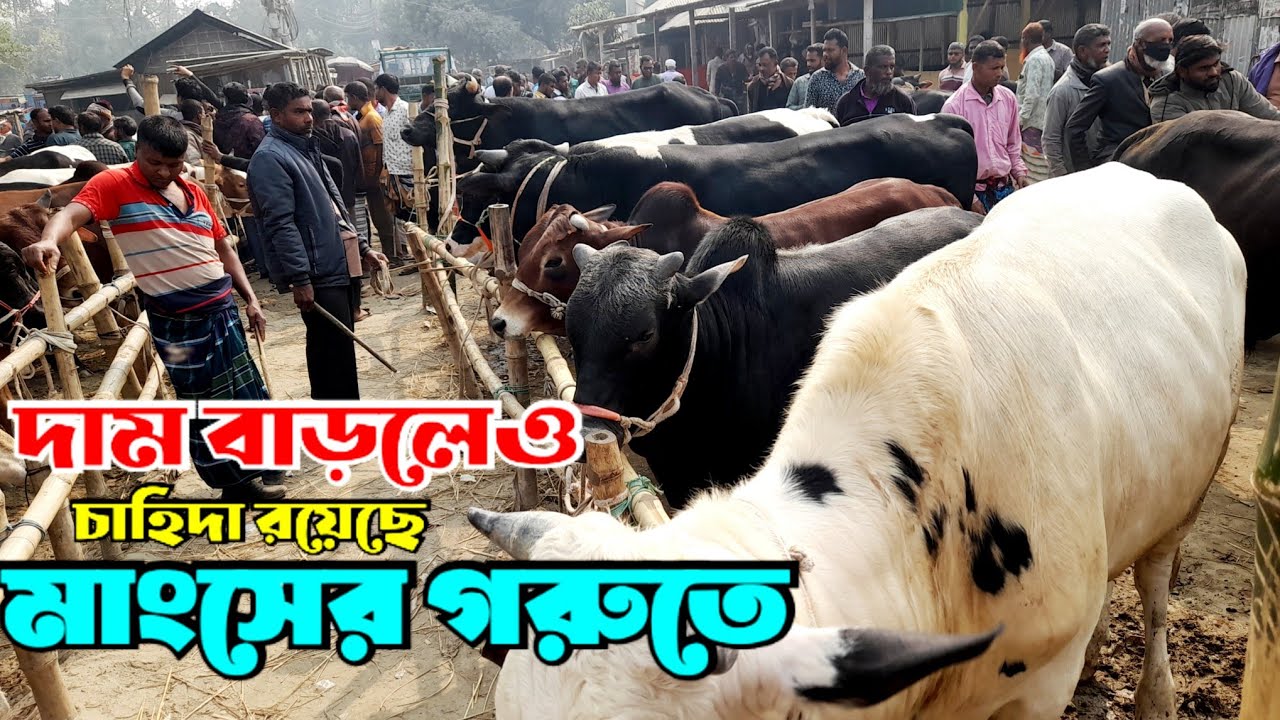 ১৩ ফেব্রুয়ারিতে ২০২৬||গোস্তের গরুর দাম বসুনিয়া হাটে কেমন ছিল | Bull's price