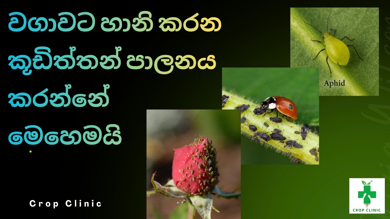 වගාවට හානි කරන කූඩිත්තා පාලනය කරන්නේ මෙහෙමයි