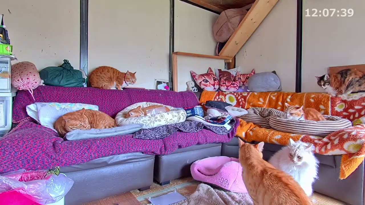 チャトラ