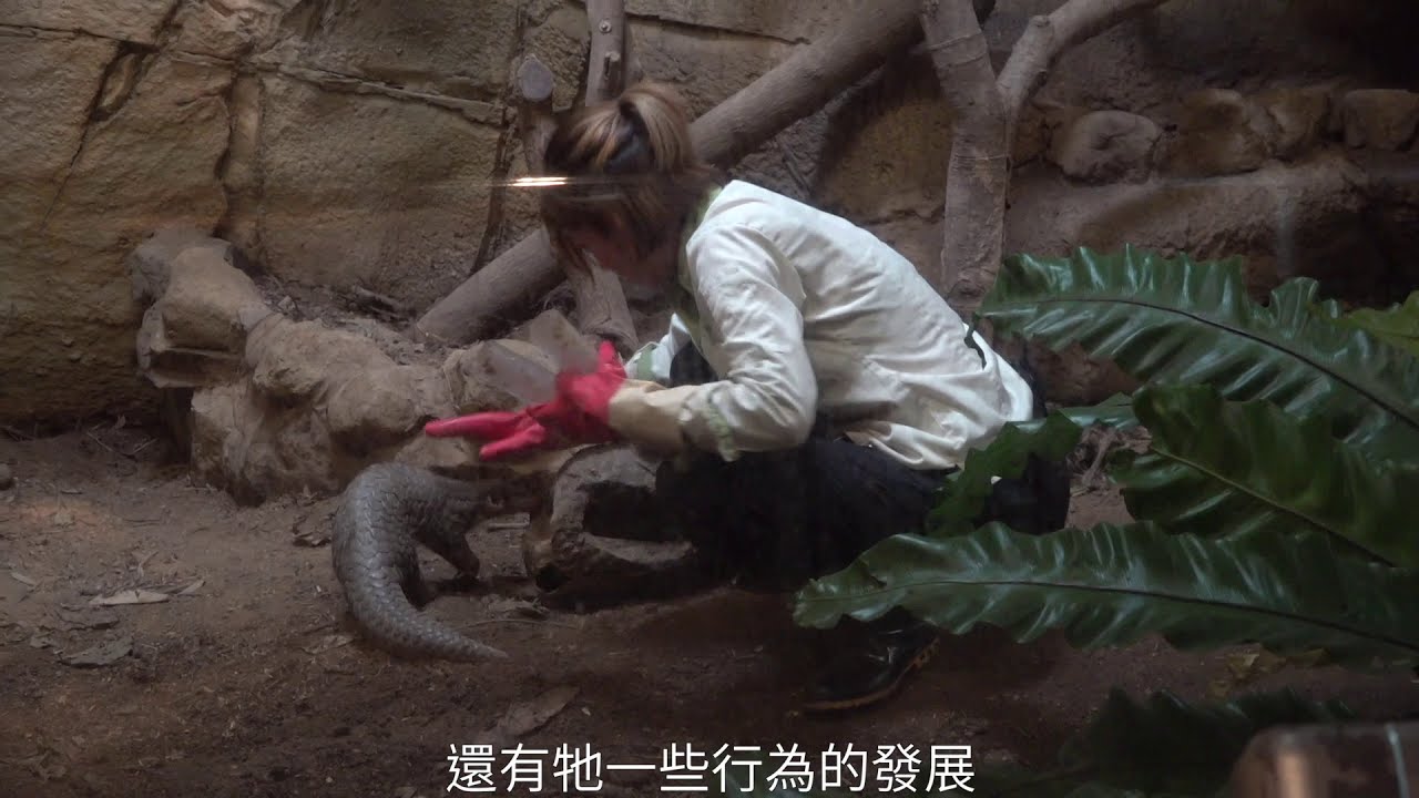 世界上最難養活的動物之一，台灣如何救傷穿山甲？