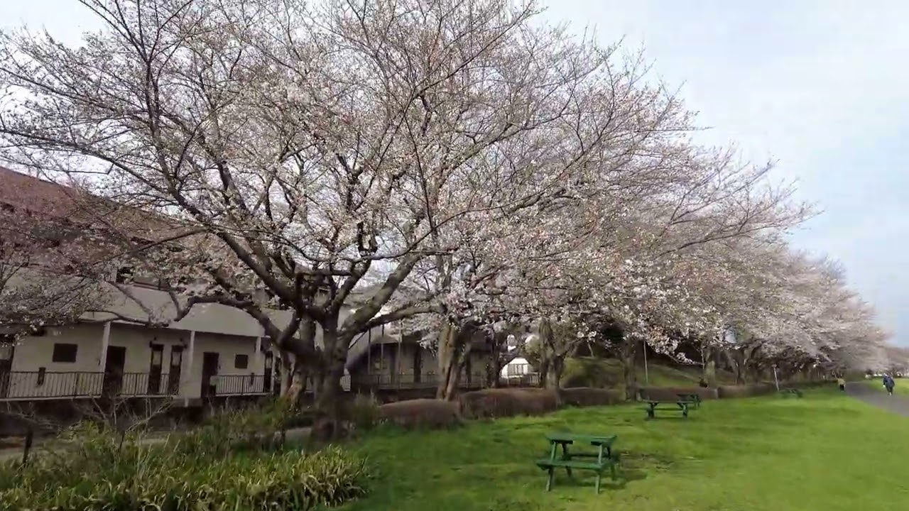みんな大好き！利根運河❤❤【利根運河の桜】