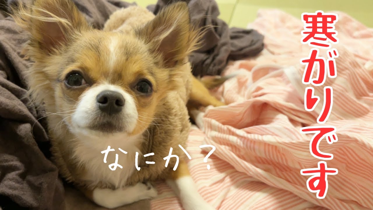 寒がりチワワの様子です#チワワ #多頭#パピー 