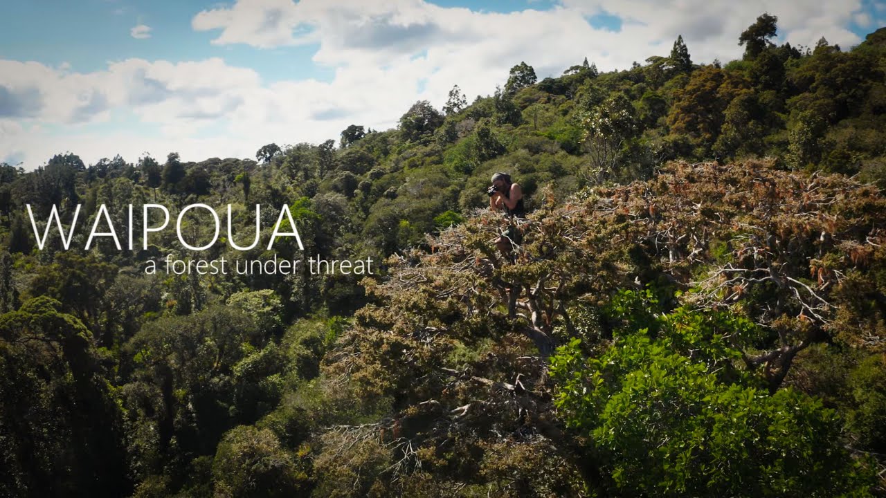 Save Waipoua Forest