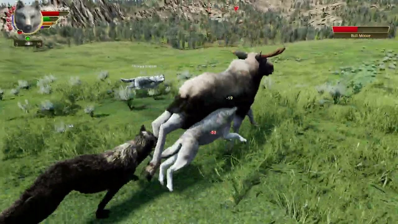 Can i take down a bull moose in WolfQuest AE?