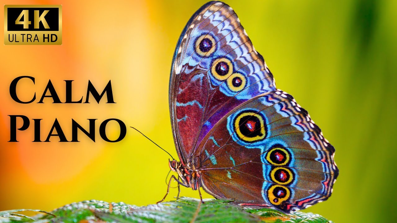 Peaceful Moments in 4K 🦋 Relaxing Piano Music for Calm, Focus & Gentle Moments