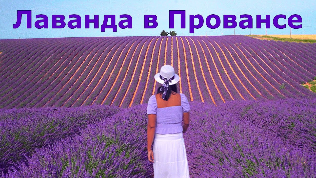 Прованс // Лавандовые поля