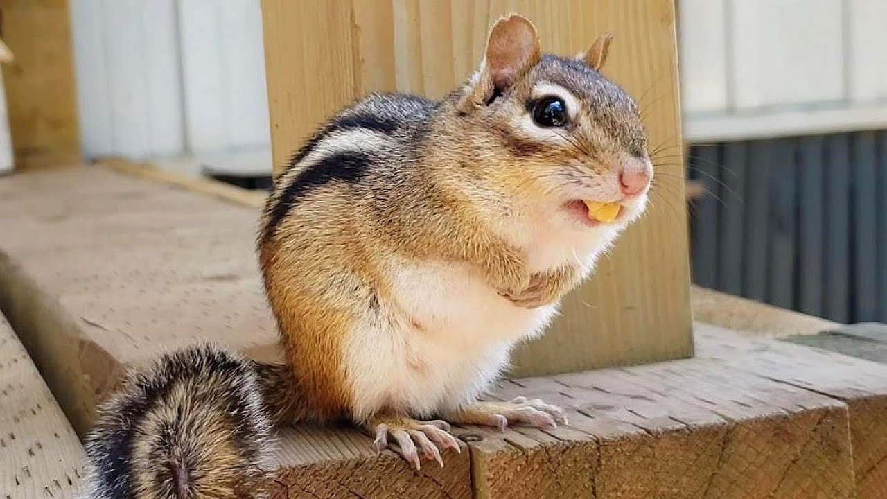 우리집 지키는 다람쥐 Chipmunk Joony Guards Our House