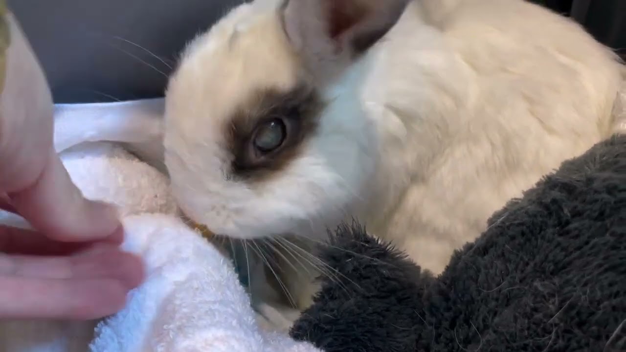 【開放認養】翼宿