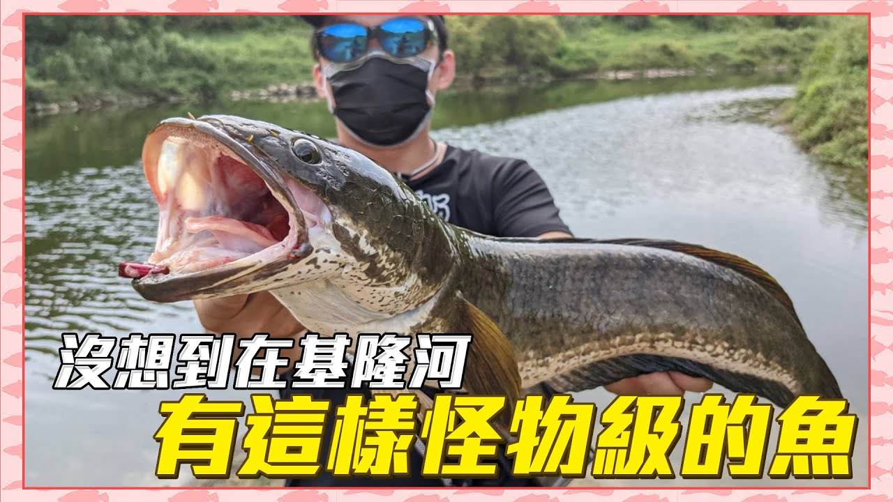 【CZB釣魚】這邊的魚種超多！簡直就是動物園 基隆河黑鱸 泰國鱧 土虱 吳郭魚 花羅漢 烏魚全都有