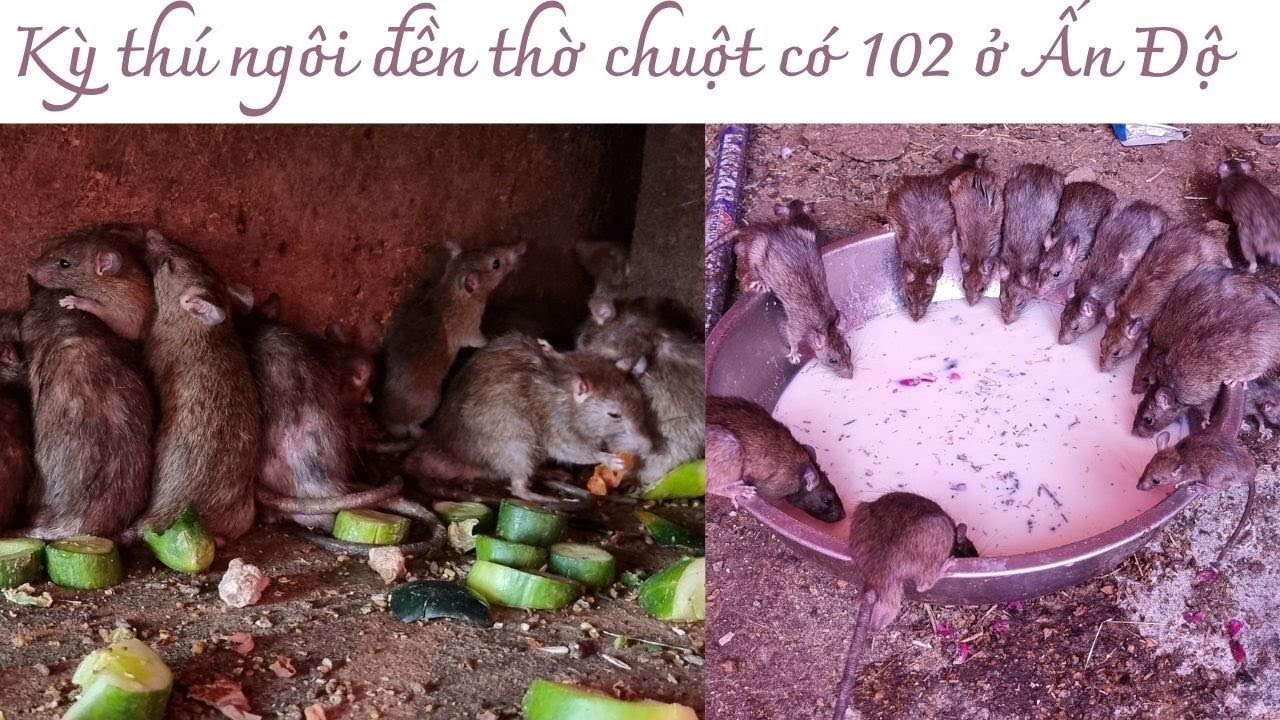 Ấn Độ: Ngôi đền thờ chuột cống độc nhất vô nhị trên thế giới