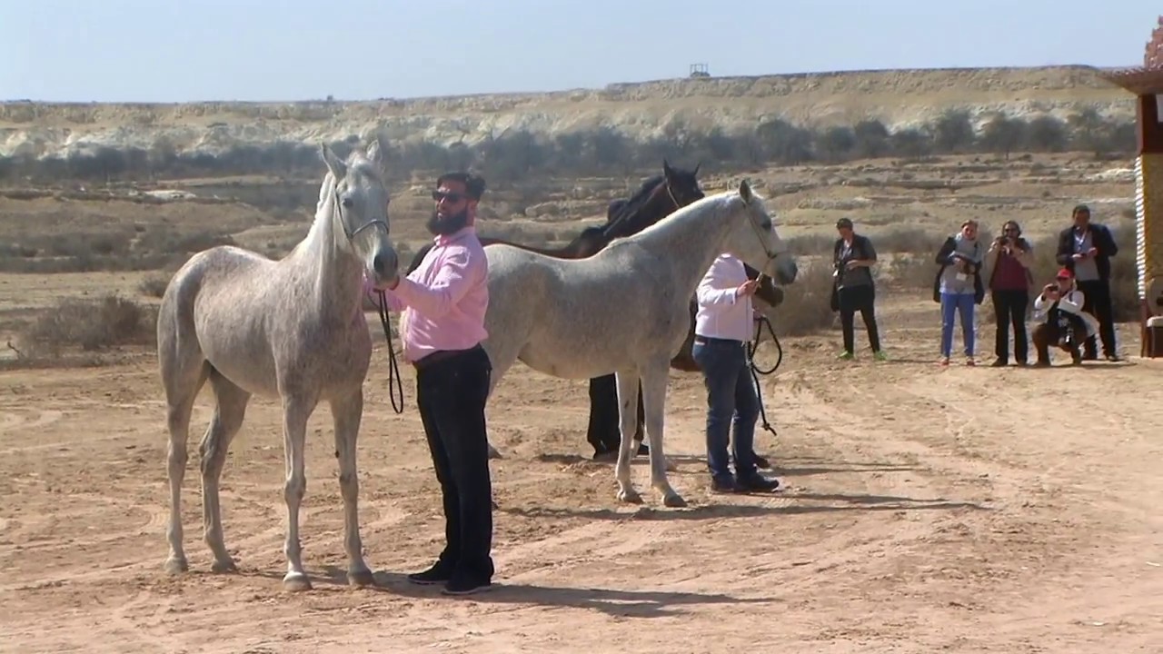 Memories of Bahrain - Part 5 - Royal Arabian Stud of Bahrain