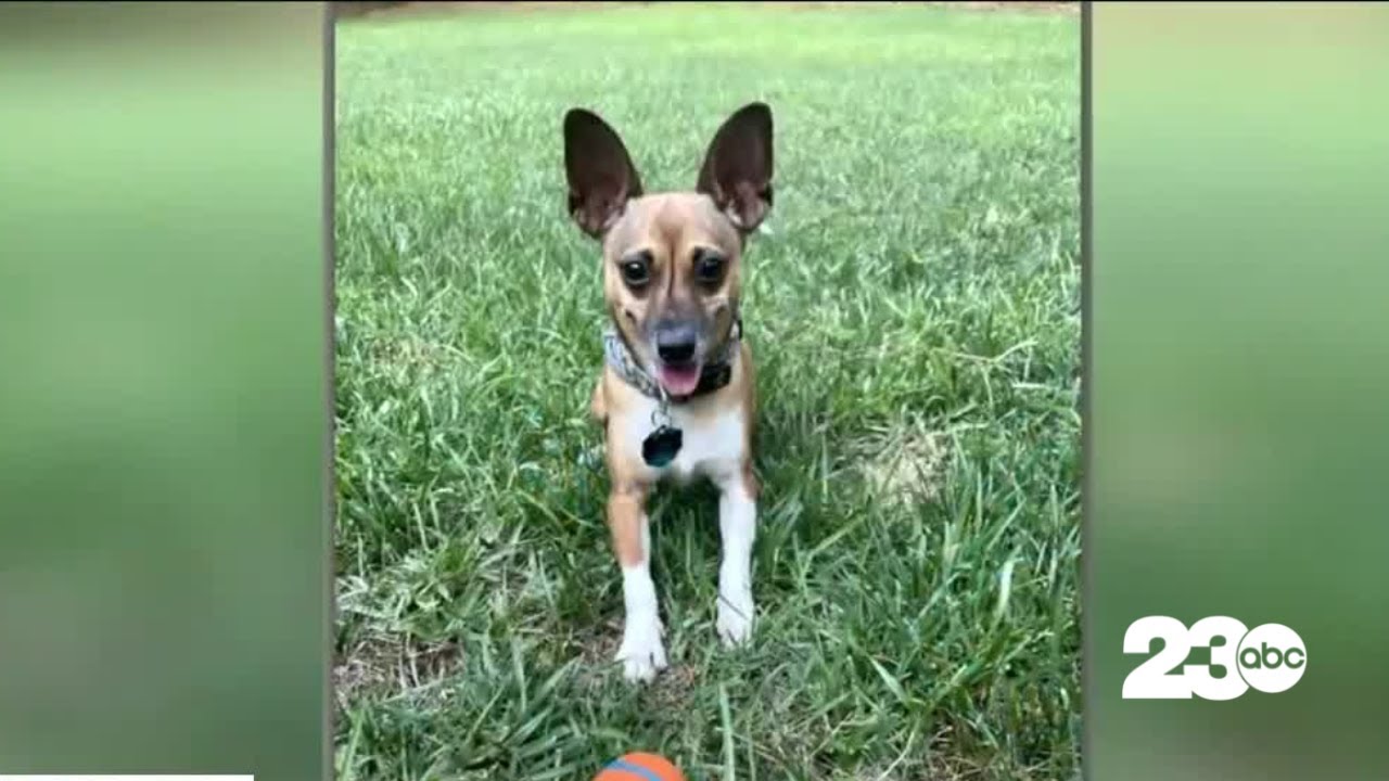 Positively 23ABC: Nurse adopts terminally ill patient's dog