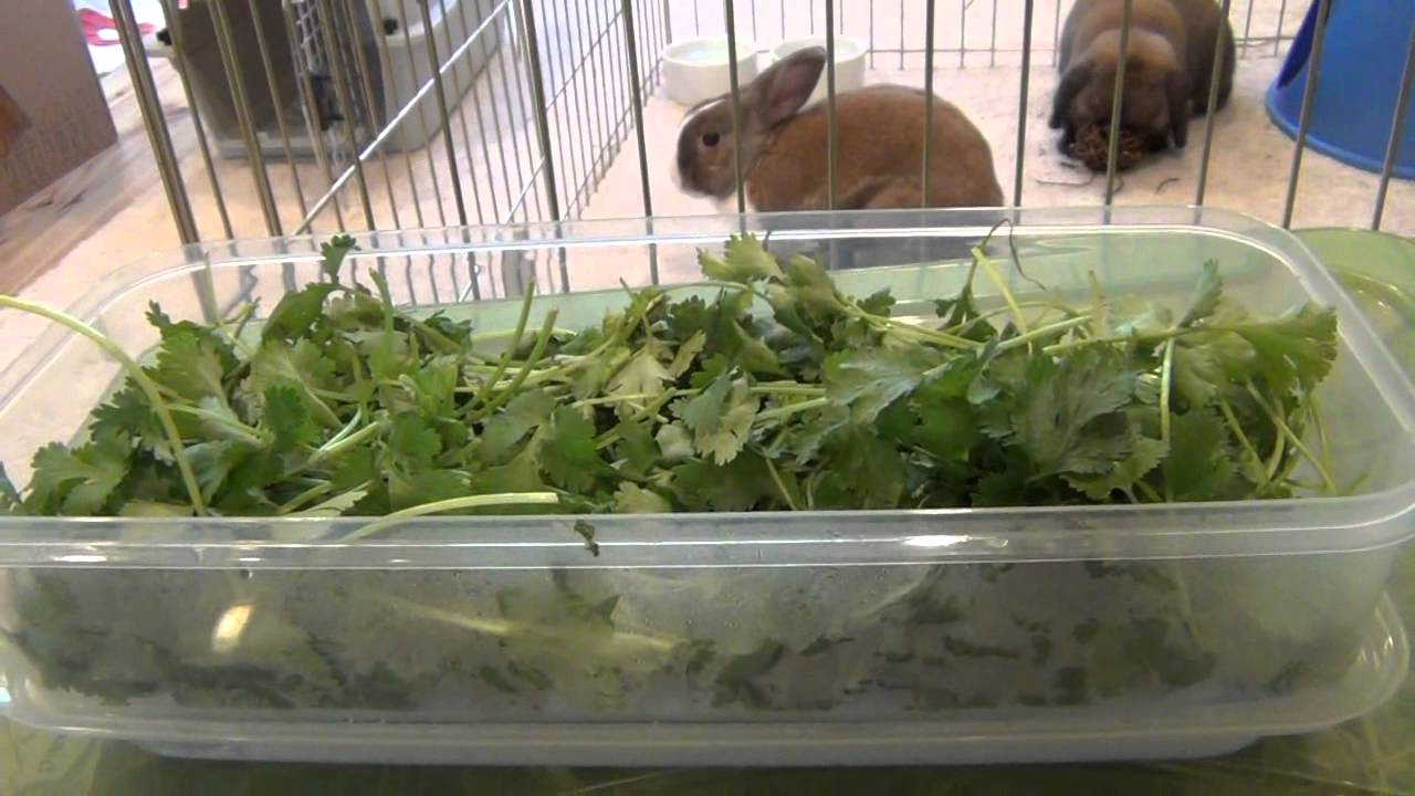 Monthly Cost Of Owning A Rabbit