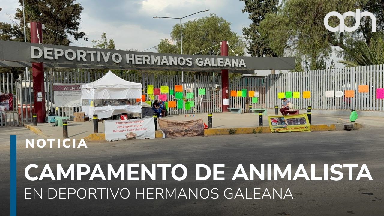 ¿Están bien los perritos y gatitos? Revelan situación en el Deportivo Hermanos Galeana