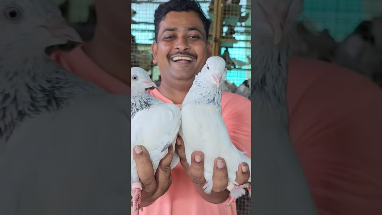Fikke Rampuri Kabootar. Amol Bhai. #jaikabootar #jaykabootar #jaikabutar #jaykabutar