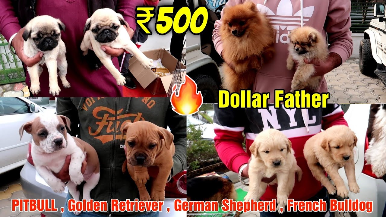 Cheapest Dog Market Outside Dog Show | Labrador Golden retriever German shepherd American bully
