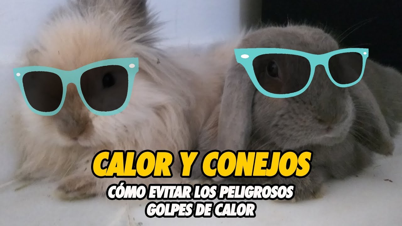 Golpes de calor en conejos ☀️ : Como evitar que tu conejo pase calor