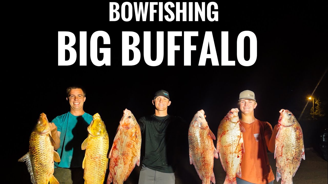 BIG FISH! Bowfishing for big Buffalo carp! (Fish everywhere!)