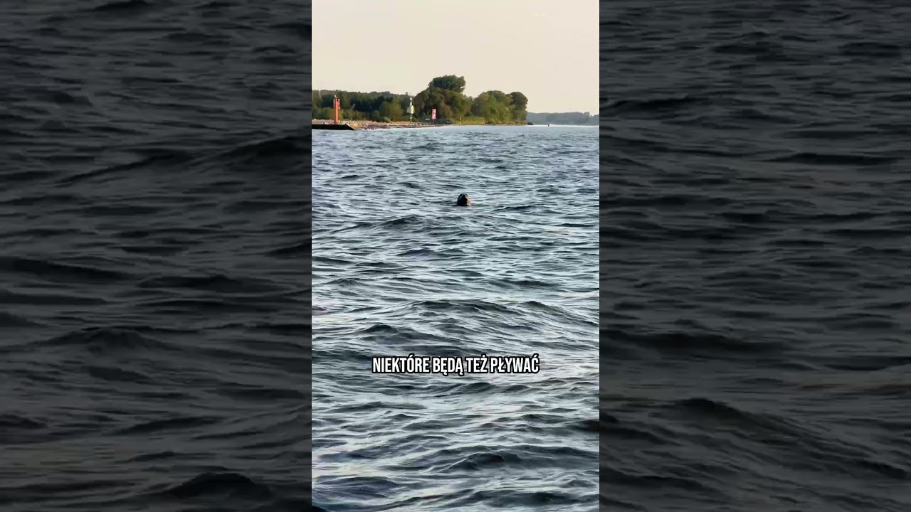 Foki nad Morzem Bałtyckim. Rejs z Mikoszewa
