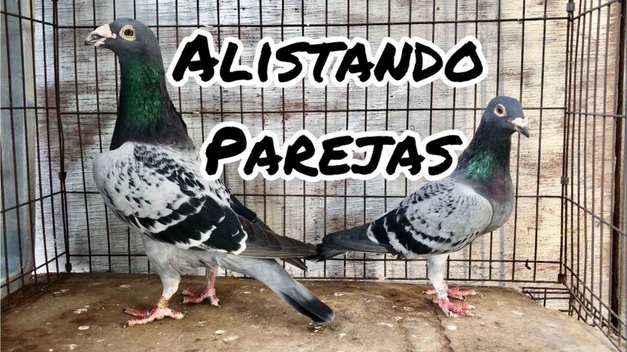 Parejas para colombodromo 