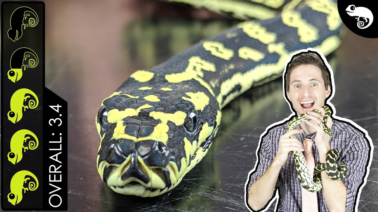 Carpet Python, The Best Pet Snake?