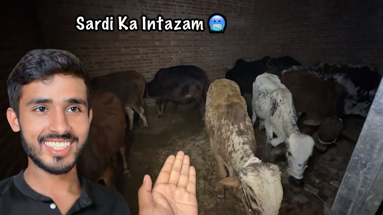 Qurbani Ke Janwar Ke Liye Sardi 🥶 Ka Intazam Kar Diya 
