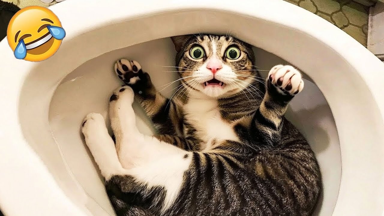 New Funniest Animals 😂 Crazy Cats & Dogs Compilation 🐶🐱 Try Not To Laugh 😅 Part 4