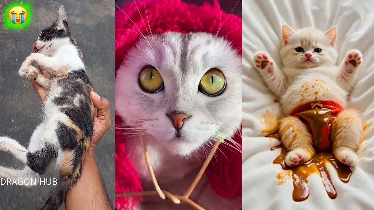 🙀 Los Gatos Más Locos y Divertidos del Año | BRUSCHIMICHIS TikToks 2025