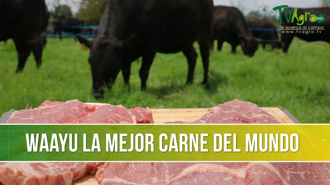 Generalidades de la Raza Wagyu - TvAgro por Juan Gonzalo Angel