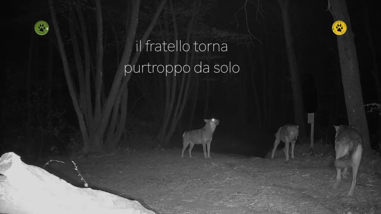 Cuore di mamma