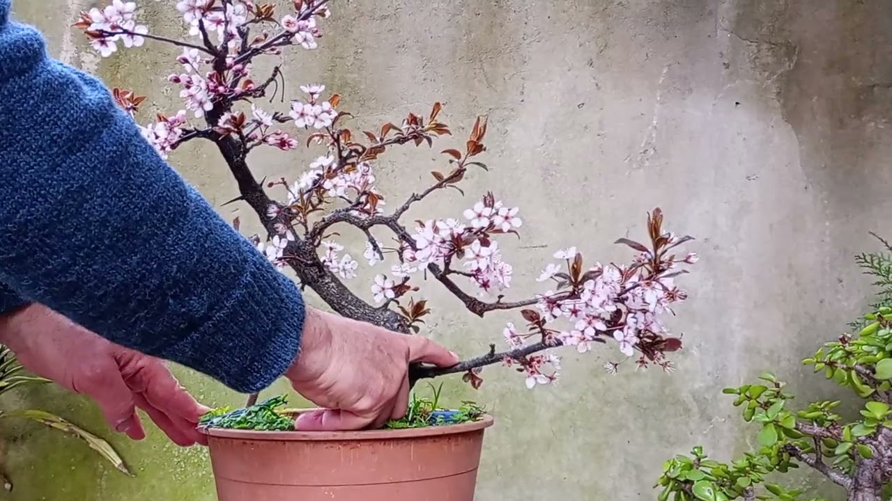 Bonsai de Ciruelos 
