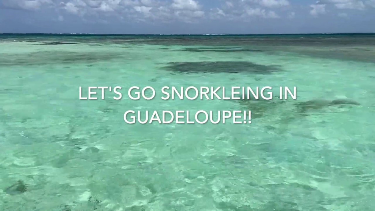 Snorkeling Guadeloupe: Octopus! Sea turtles! Crabs in trees! So much to see!
