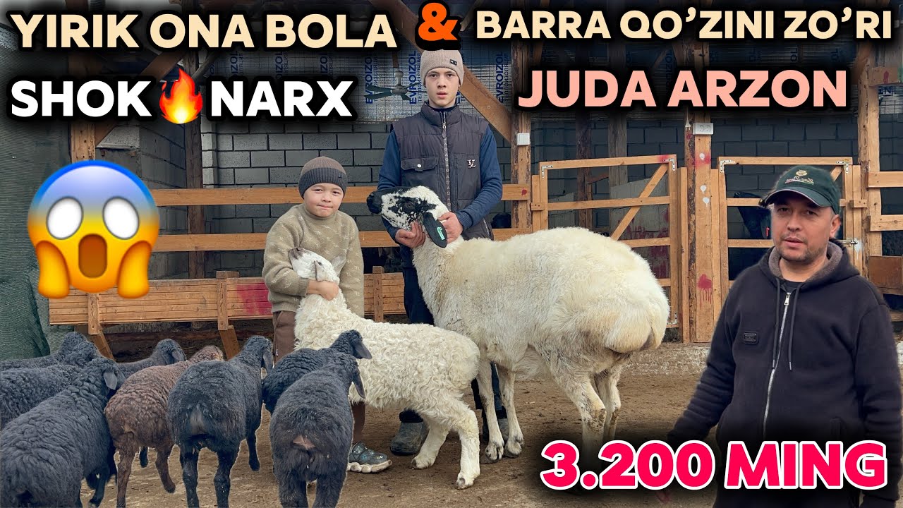 BARRA QO’ZILAR VA ONA BOLA QO’YLARNI QODIRJON AKA ARZONLATDI SHOSHILING YIRIK NAQT BO’G’OZLARI KELDI