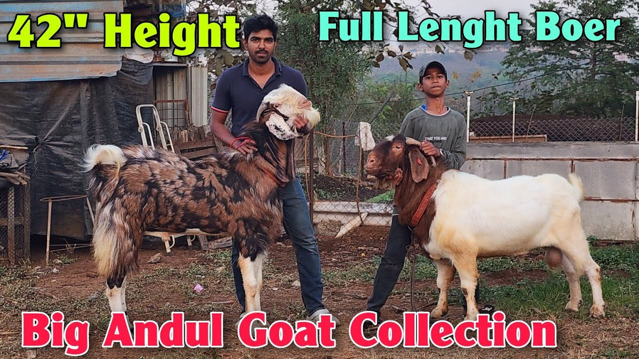Big Gujri Andul Goat Collection At GAFFUR BHAI | Imp Quality Boer Goat In Ambernath 