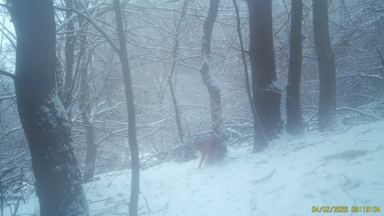 Stopy ticha - Život na lesnej cestičke (Časť 16)