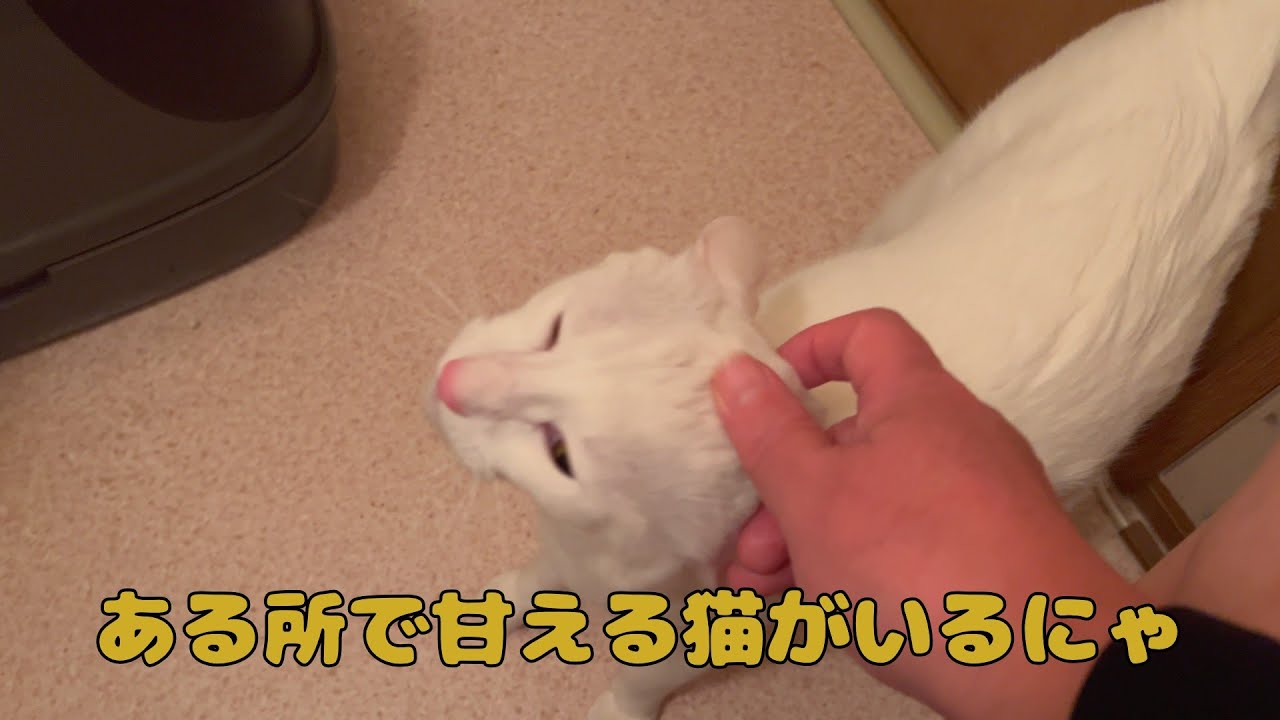 【保護猫】🐈トイレについて来て甘える猫がいるにゃ🐈の巻【にゃんこ日和】【rescued cat】
