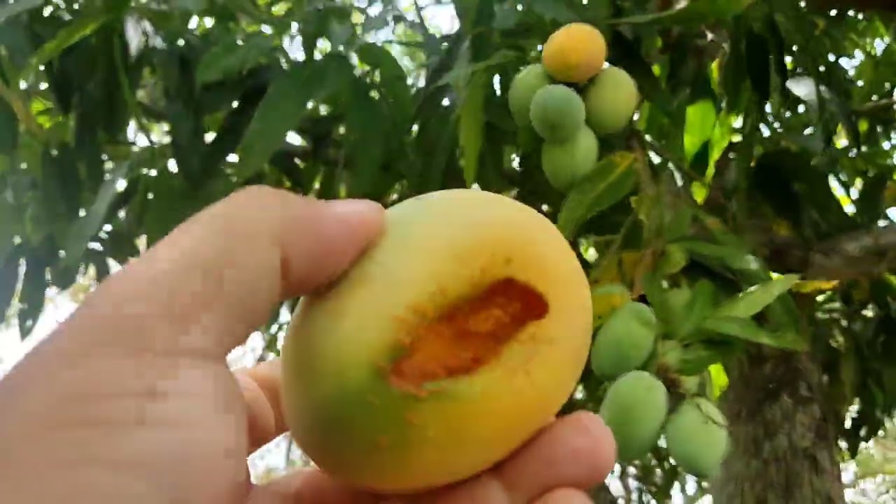 Verde-se sítio em Taquaritinga do Norte pe , valor 65 mil, 2 hequitaria de terra 