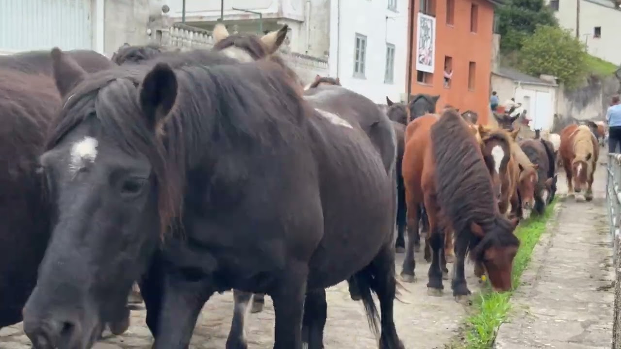 As San Lucas 2025 - Regreso de los caballos