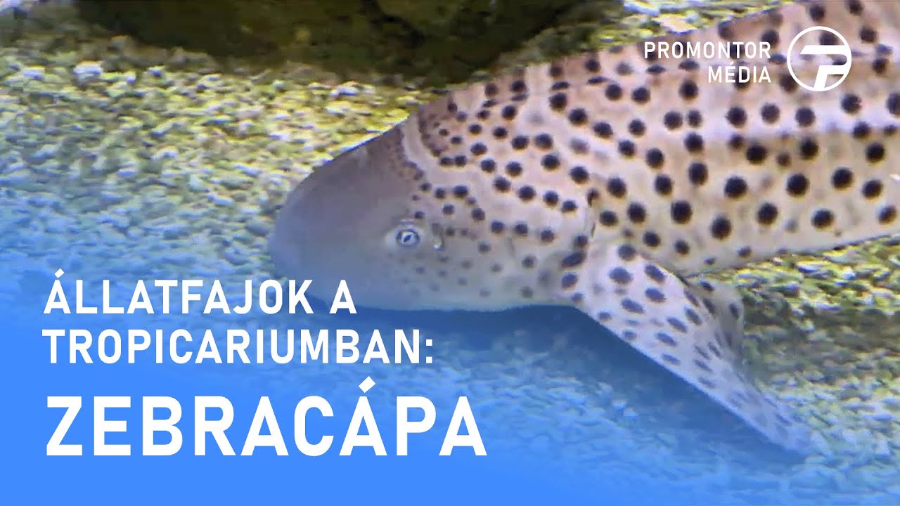 Állatfajok a Tropicariumban - Zebracápa - 2026.01.06.