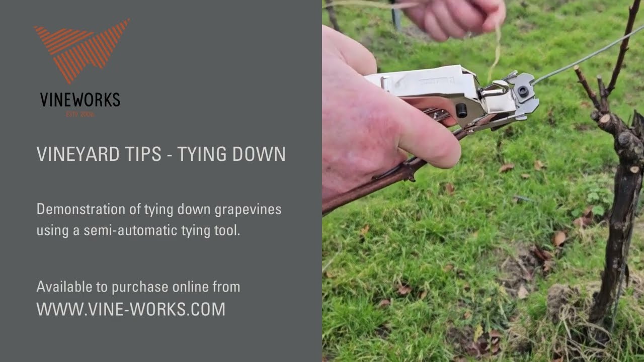 Vineyard Tips - How to tie down grapevines using a semi-automatic tying tool