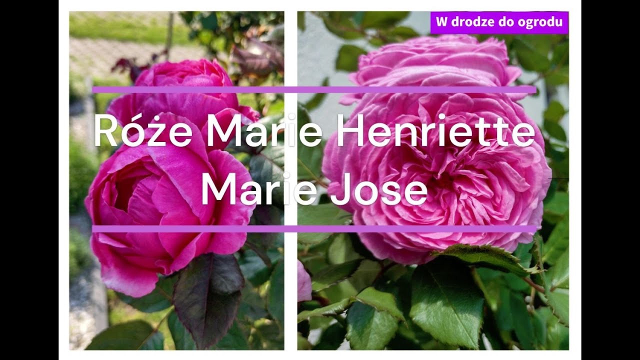 Róże Marie Henriette Marie Jose